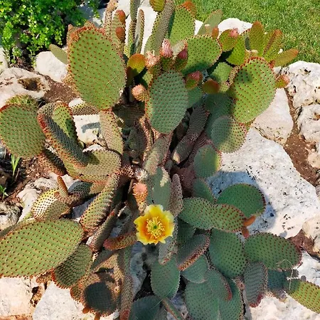 빌라 Il Giardino Deluxe *