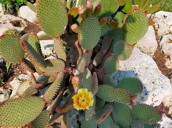 וילה Il Giardino Deluxe *