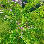 Il Giardino Deluxe 别墅 Lizzanello