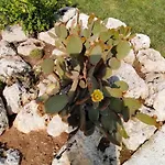Il Giardino Deluxe Villa Lizzanello